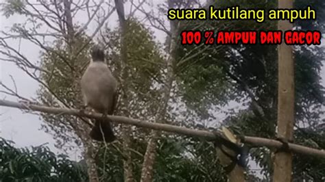 Suara Burung Kutilang Ampuh Bikin Kutilang Liar Ribut Dan Mengeluarkan