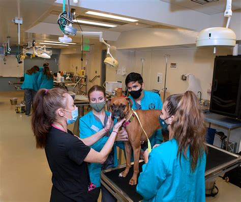 Orientation Gives Veterinary Nursing Students Head Start On New