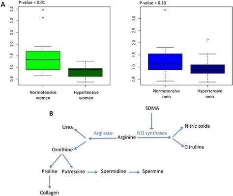 Arginineornithine Ratio A Arginase Activity In Hypertensive Men