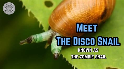 The Undead Disco Snail Its Parasitic Puppeteer YouTube