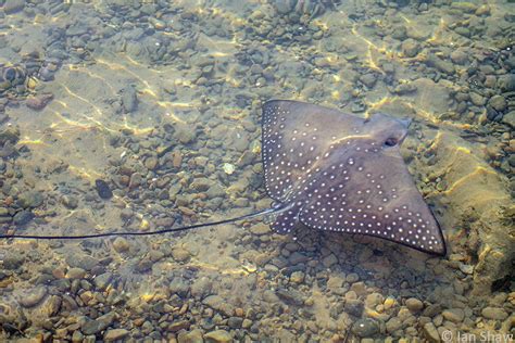 Aetobatus Ocellatus Kuhl Solitary Islands Underwater Research