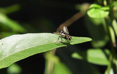 Bristle Flies From 37000 Melo Departamento De Cerro Largo Uruguay On