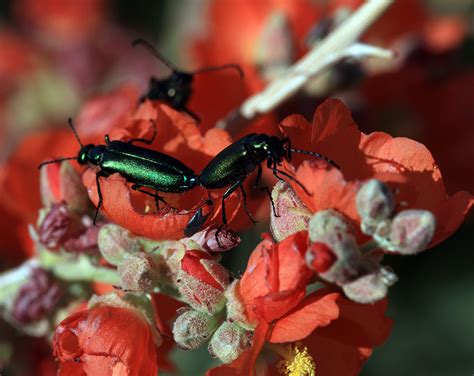 Sphaeralcea Ambigua Desert Globe Mallow With Beetles Flickr