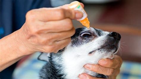 Síntomas de la conjuntivitis en perros