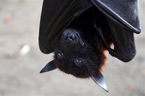 Black Bat