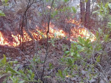 Incendios Forestales Y No Forestales Se Han Registrado En Lo Que Va Del