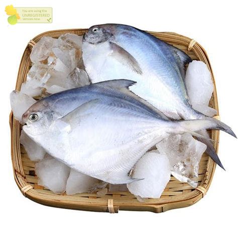 Jual Ikan Bawal Putih Segar Fresh Ikan Bawal Laut 1Kg Shopee Indonesia