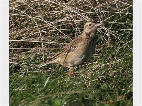 Details Richards Pipit Birdguides