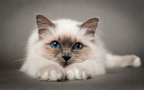 Birman Cat Wallpaper 19158 Baltana