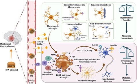 Frontiers Microglial Lipid Biology In The Hypothalamic Regulation Of