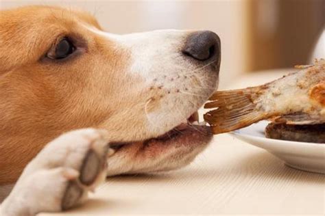 Vitamin D In Dogs Usage Dosage And Toxicity