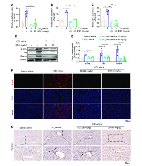 Effects Of Dox On Hscs Activation In Vivo A C Liver Acta Sma