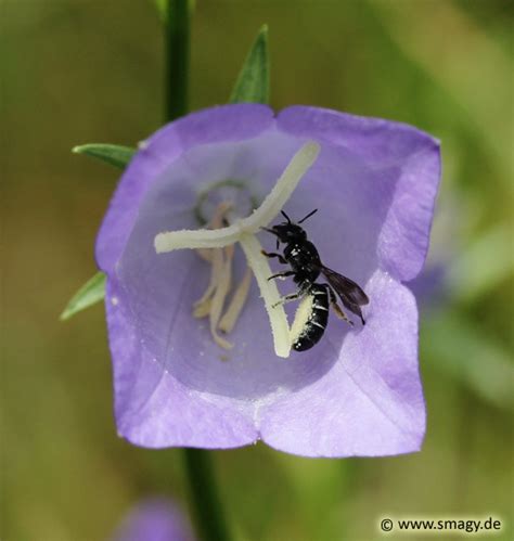 Smagy Pflanzen Insekten Heilkraft Insekten Glockenblumen