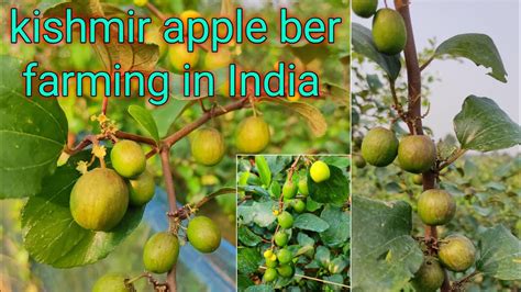 kashmiri red apple ber ki kheti भरत म कशमर लल सब बर क खत