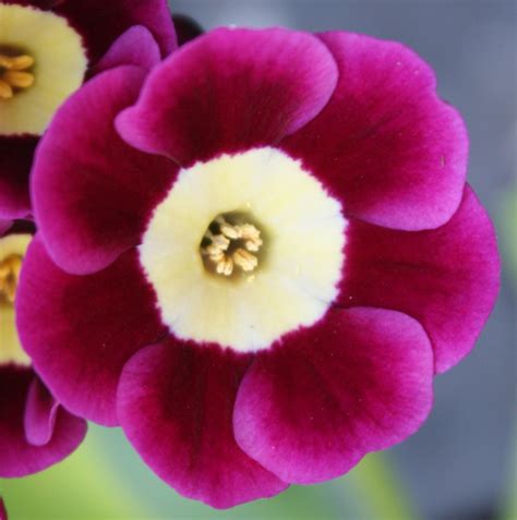 Edelweiss Perennials. Primula auricula 'Argus'