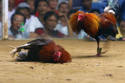 7 Prominent Fighting Chicken Breeds With Pictures