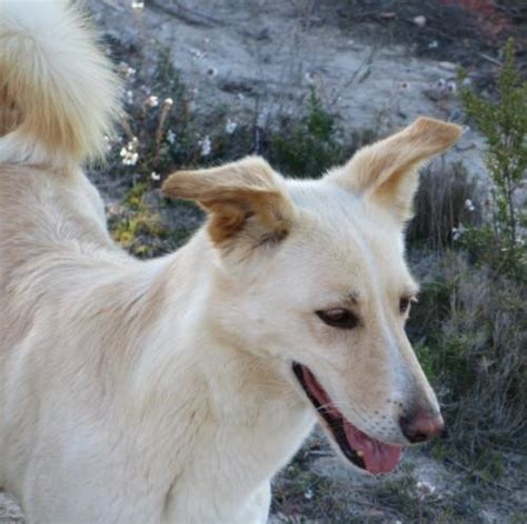 Bego Perro Adoptado En Campo En Castalla Alicante Bamb Difunde