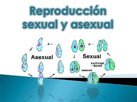 Reproducción Sexual