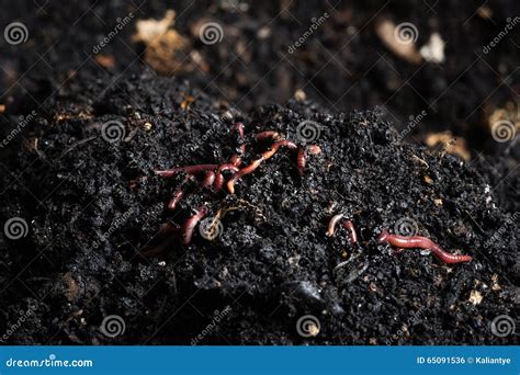 Red worms stock photo. Image of dirt, panfish, tiger - 65091536