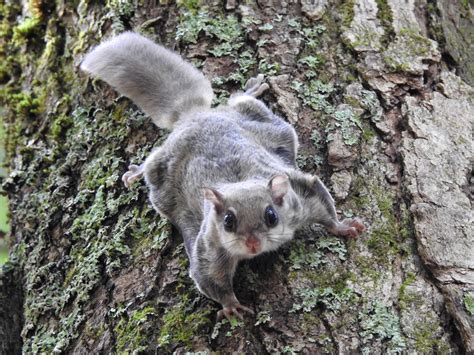 Flying Squirrels: A Field Note (U.S. National Park Service)