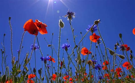 Darmowy Obraz Flora Pola Kwiat Dziki Natura Mak Niebo Jagoda