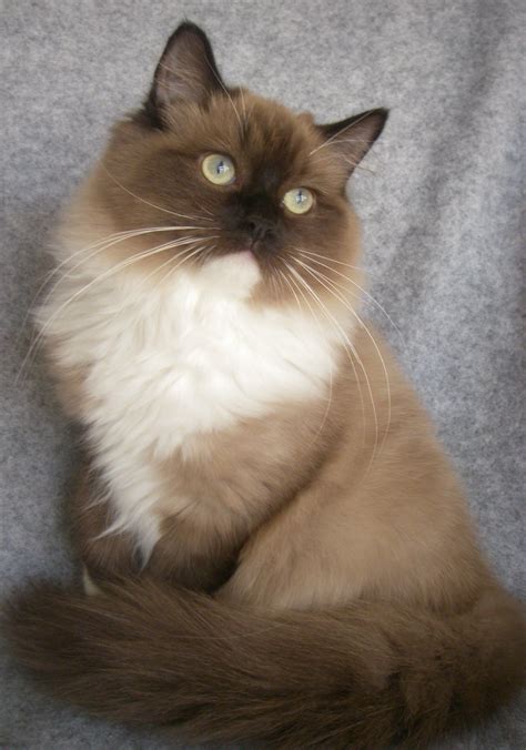 Sepia Ragdoll Breeders