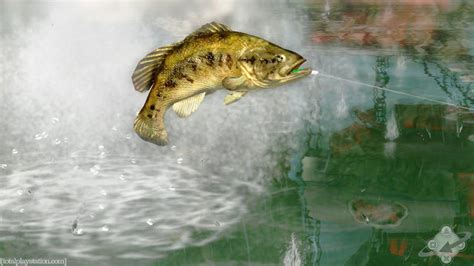 Free Largemouth Bass Wallpapers Wallpaper Cave