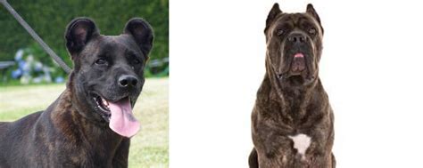 Cao Fila De Sao Miguel Vs Cane Corso Breed Comparison