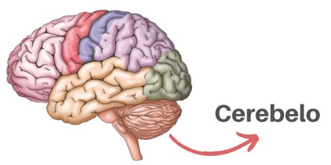 Golpear Observaci N Desnatar Cerebelo Anatomia Y Funcion Sensaci N