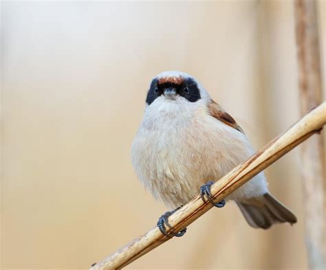 Premium Photo | Eurasian penduline tit remiz pendulinus A bird sits on ...