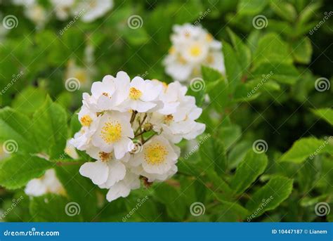 Wild Rose Stock Image Image Of Wild Blossom Blooming 10447187