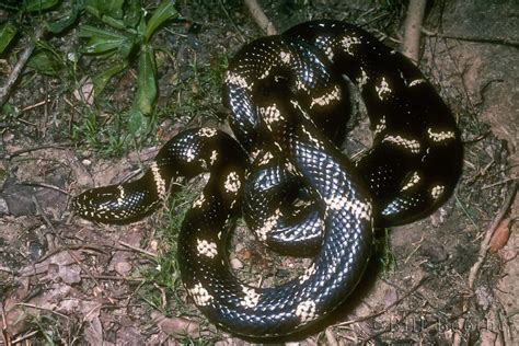 Eastern Kingsnake Snakes Nature In Focus