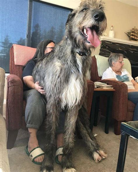 561 best Irish Wolfhound images on Pholder | Aww, Irishwolfhound and Dogpictures