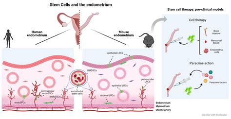 Cells Free Full Text Stem Cells And The Endometrium From The