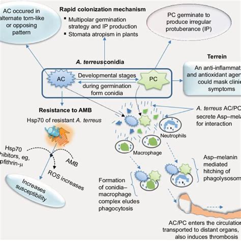 Aspergillus terreus during infection of putative host adopts a... | Download Scientific Diagram