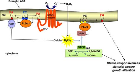 A Proposed Model For The Role Of Pld Pa In Regulating Ros Production