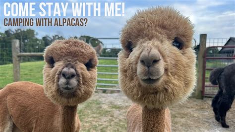 Misty Pond Alpaca Farm Harvest Host Review Paducah KY EP 108