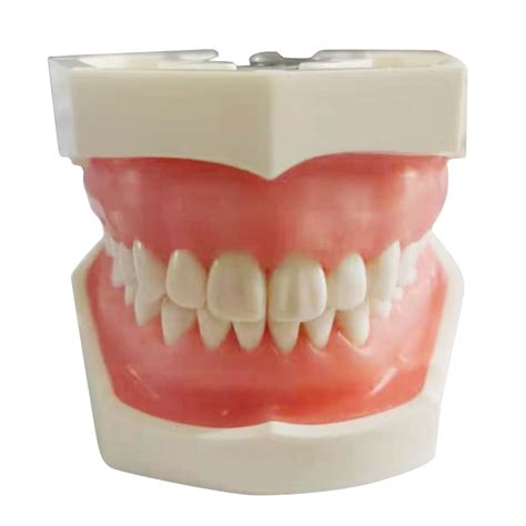 Buy Ehbn Dental Typodont Anatomy Teaching Model With Removable Teeth