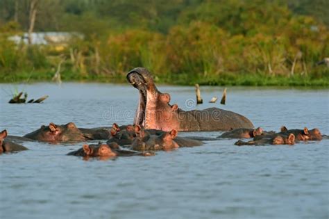 Hippopotamus In The Lake Stock Image Image Of Grass 85003091