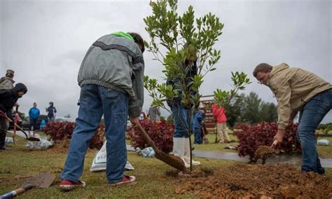 Mastering Tree Health Expert Arborist Services For Pruning Disease