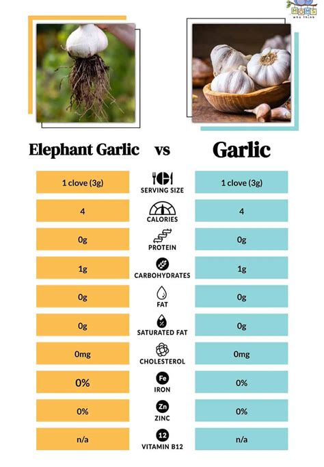 Elephant Garlic vs. Garlic: What is the Difference?