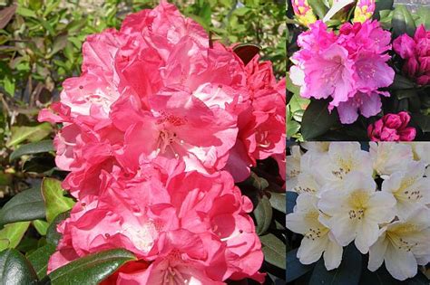 Photo Gallery: R7 | About-garden.com
