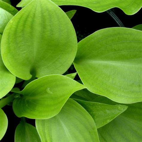 Hosta Invincible Plantain Lily From Antheia Gardens