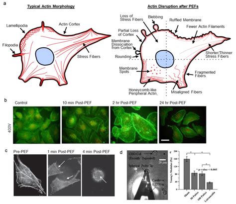 PEF Induced Actin Disruption A Normal Actin Structures Include