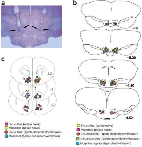 Histological Analysis Of Intra VTA And Intra NAc Bilateral Cannulae