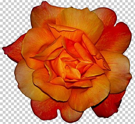 Garden Roses Orange Floribunda Png Clipart Color Cut Flowers