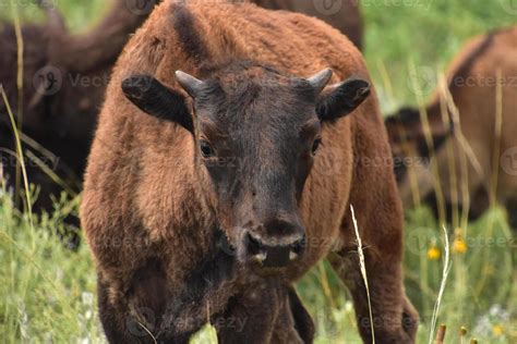 Precious Baby Bison Calf in a Field 9552722 Stock Photo at Vecteezy