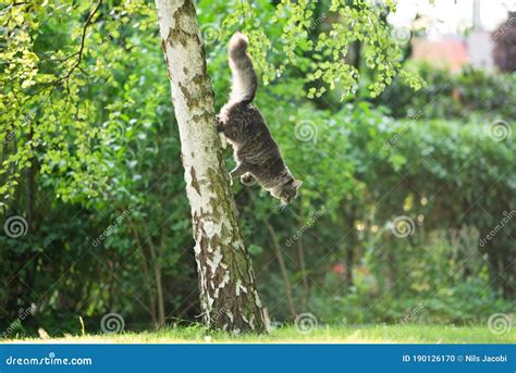 Cat Jumping Down Off Tree Stock Photo Image Of Curiosity 190126170