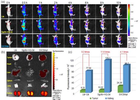 A In Vivo Fluorescence Imaging Of Ccrf Cem Tumor Bearing Mice After