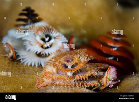 Christmas Tree Worms Grow On A Coral Reef In Wakatobi National Park